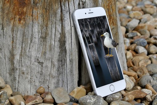 Smartphone, Måge, Komponere, Fugl, Natur