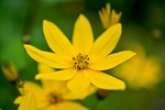 mädchenauge, coreopsis verticillata, quirblättriges girl eye