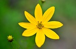 mädchenauge, coreopsis verticillata, quirblättriges girl eye