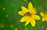 mädchenauge, coreopsis verticillata, quirblättriges girl eye