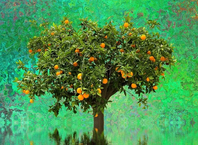 Free tree orange tree nature illustration