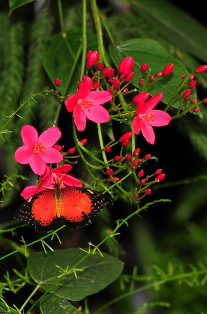 Sommerfugl, Blomst, Natur