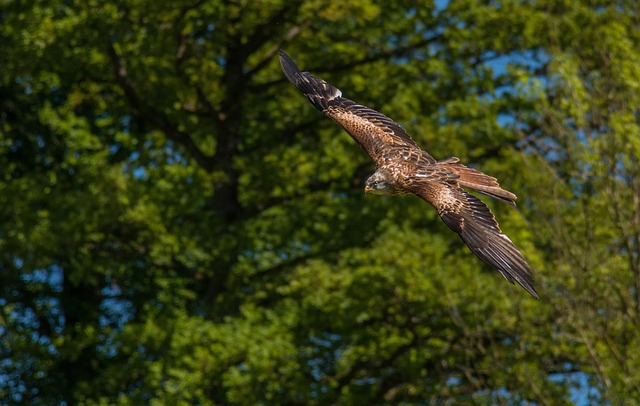 Free Raptor Nature photo and picture