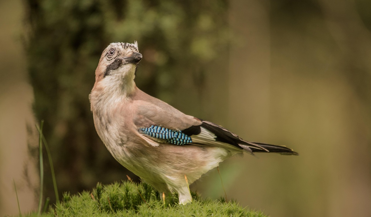 Eichelh her Wald Vogel Kostenloses Foto Auf Pixabay Pixabay