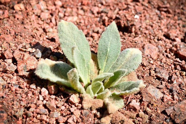 Free Plant Colorado photo and picture