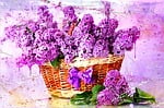 flowers, lilac, basket