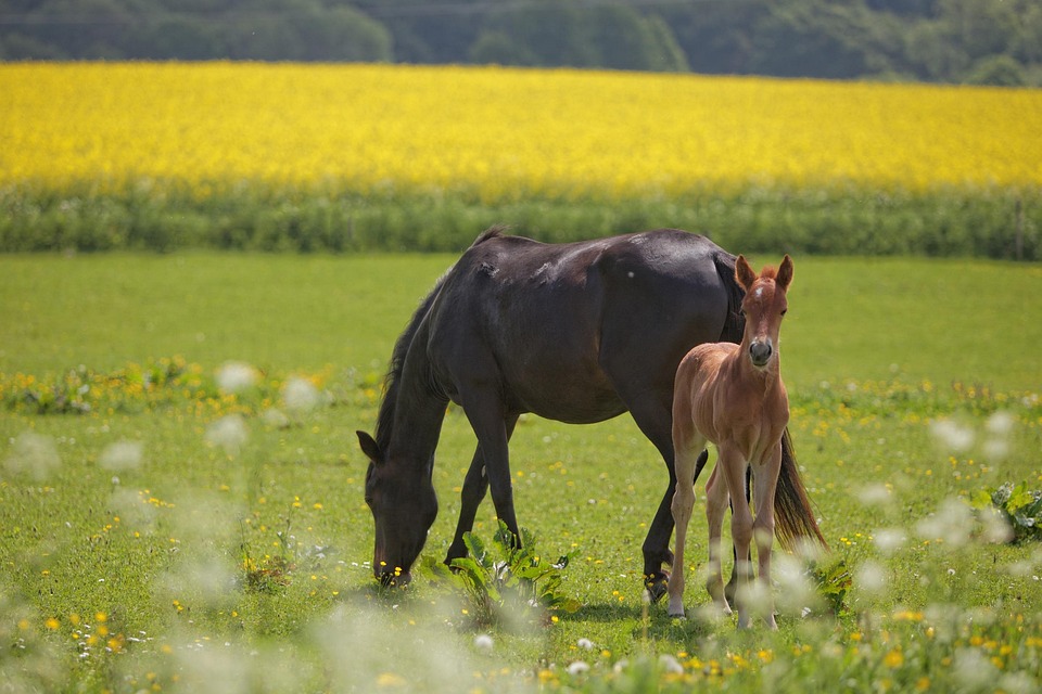 Horse Foal Field - Free photo on Pixabay - Pixabay