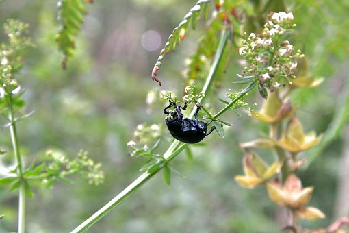 Free Animal Beetle photo and picture