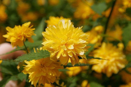 Free Flower Blossom photo and picture