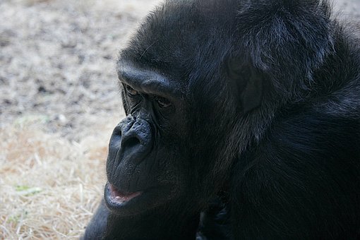 Free Ape Animal photo and picture