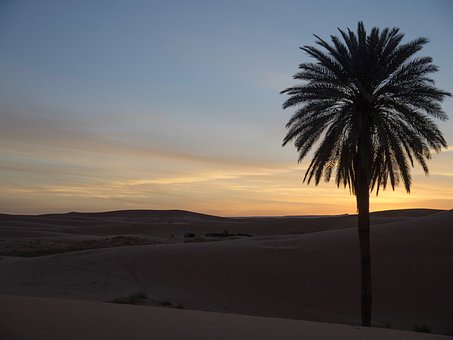 Free Palm Tree Desert photo and picture