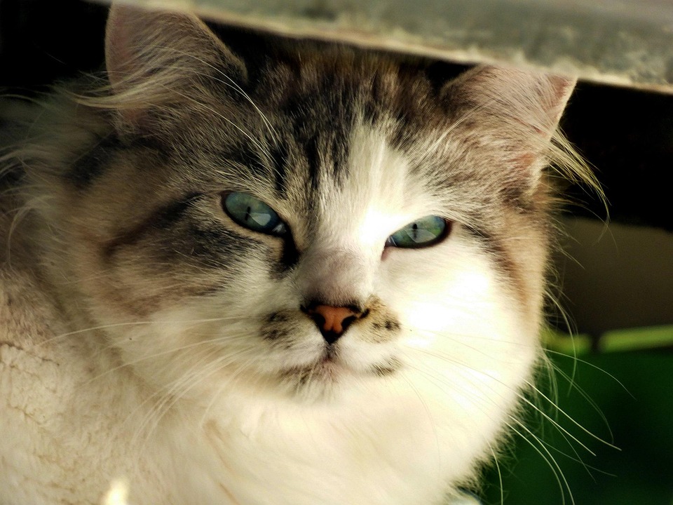 Cat Kitty Glare Free photo on Pixabay