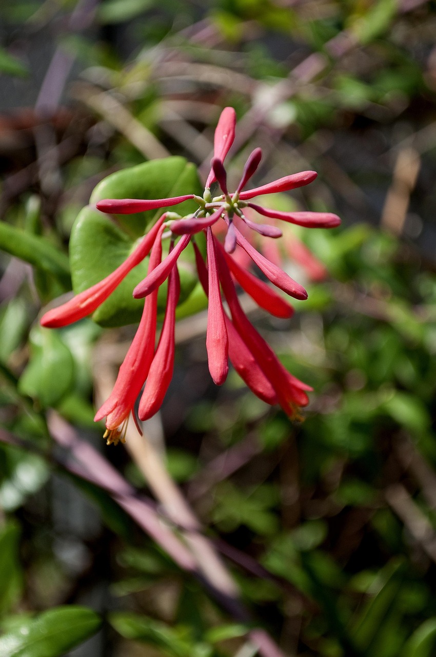 Red Coral Bean Flower Cherokee Free photo on Pixabay Pixabay