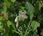 nightshade flowers with buds, blossom, bloom