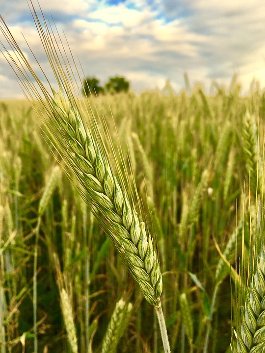 Wintergerste Da Geht Noch Mehr Lg Seeds Deutschland