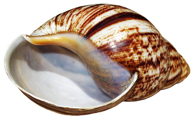 Free shell snail achatina fulica illustration