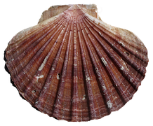 Jakobsweg Jakobsmuschel Wegweiser Kostenloses Foto Auf Pixabay jakobsweg-jakobsmuschel-wegweiser-kostenloses-foto-auf-pixabay