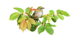 bird, on, rose