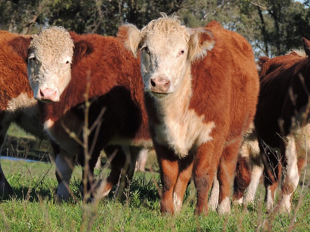 Rinder, Hereford, Züchten, Boi