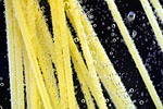 noodles, cook the pasta, cook