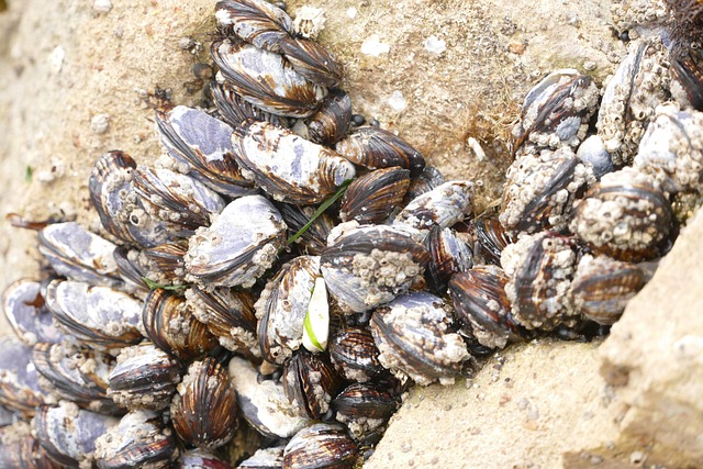 Ocean, wildlife, clams and barnacles — photo by mdherren