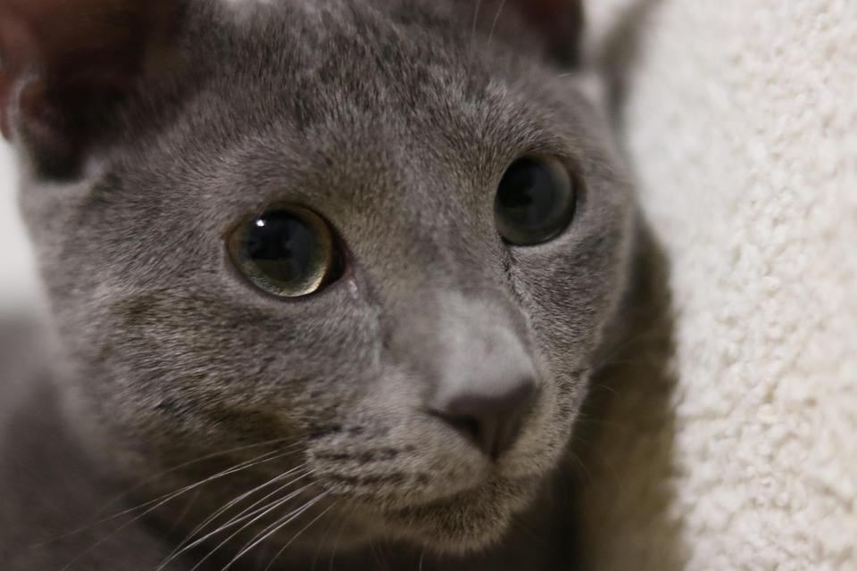 cat russian blue kitty