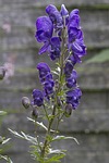monkshood, blue, dark purple
