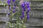 monkshood, blue, dark purple