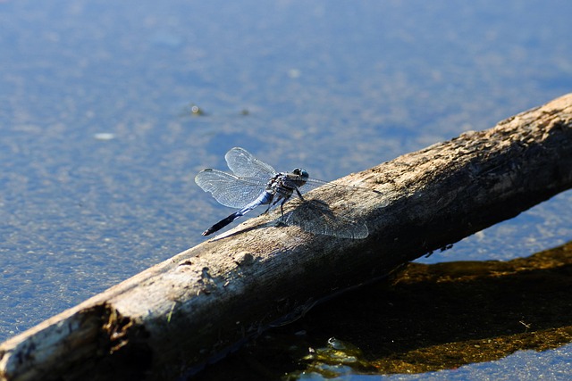 Natural With Insect Natural Landscape Insect - Free photo on Pixabay