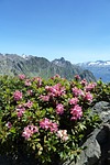 rhododendron, belladonna, mountain