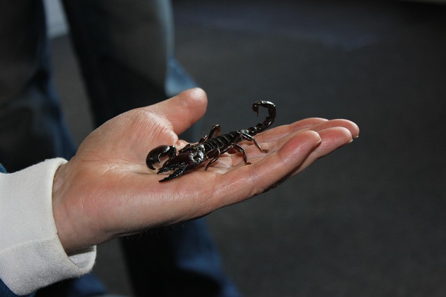 Free Scorpio Courage photo and picture