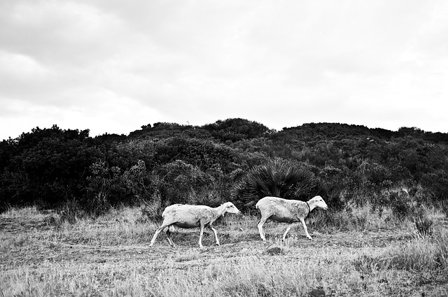 Free Sheep Sardinia photo and picture