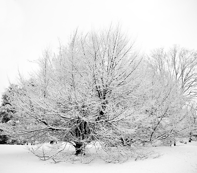 Free Snow Tree photo and picture