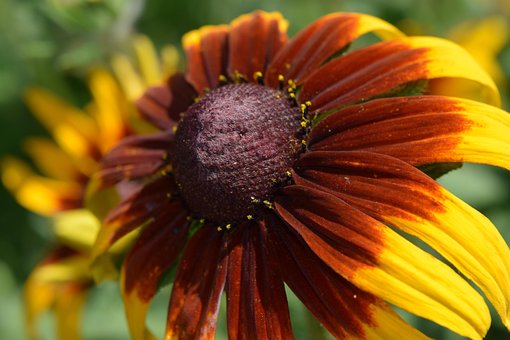 Cool Flower, Macro Flower