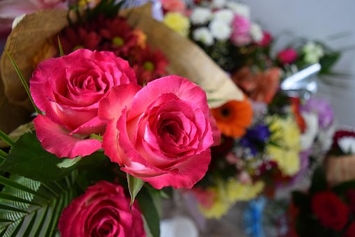 Awesome Flowers, Rose Flower, Pink Rose