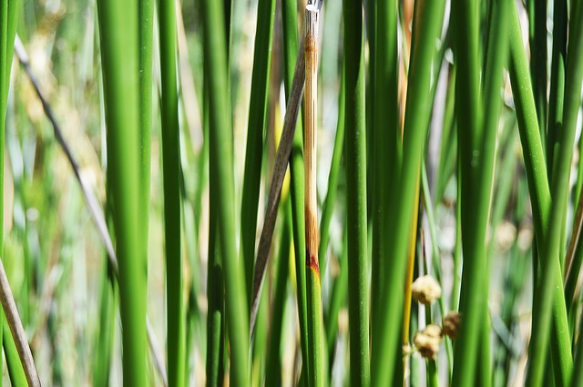 Free reeds of the river reed green green illustration