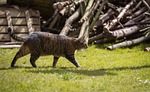 cat, hunting, catch