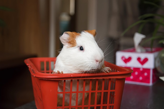 Free Animal Pets photo and picture