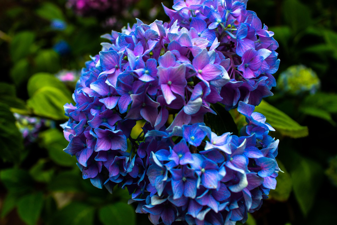 Flower - free online jigsaw puzzle photo
