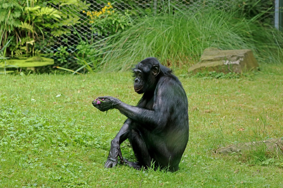 Bonobos Mono Primates Foto gratis en Pixabay