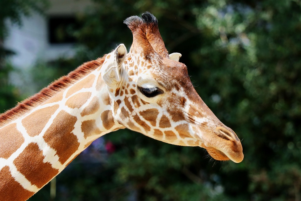 Giraffe Zoo Mammal · Free photo on Pixabay