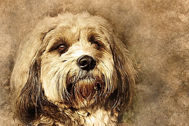 Free dog pet art illustration