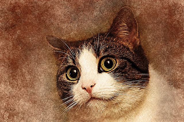 Free cat pet art illustration