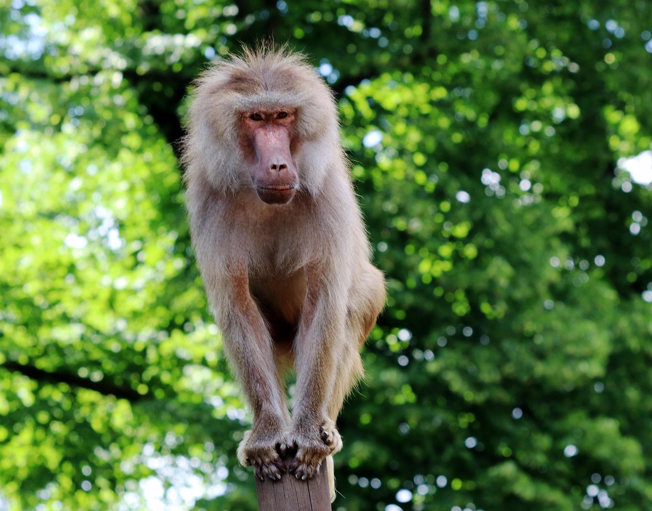 Ape - free online jigsaw puzzle photo