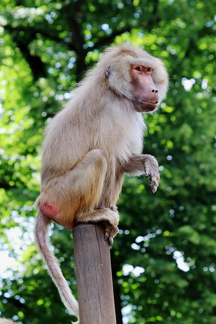 Affe, Pavian, Zoo, Tier, Tiergarten