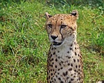 leopard, predator, big cat
