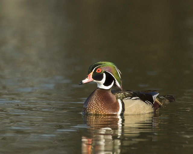 Free Male Wood Duck photo and picture