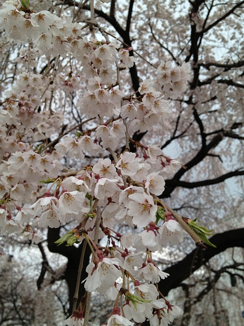 Free The Demands Of The Cherry Blossom photo and picture