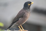 myna, common myna, mynah