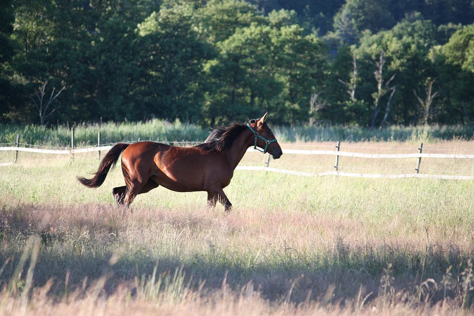 Swedish Trotting: Saturday Racing Revamp